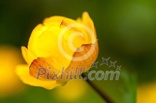 Background of a single globe-flower Background of a single globe-flower