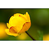 Background of a single globe-flower