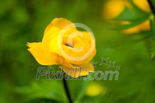 Background of a single globe-flower Background of a single globe-flower