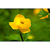 Background of a single globe-flower