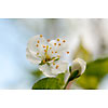 Blossoming plum tree