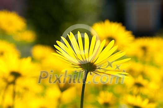 Yellow flowers in the garden Yellow flowers in the garden