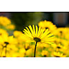 Yellow flowers in the garden