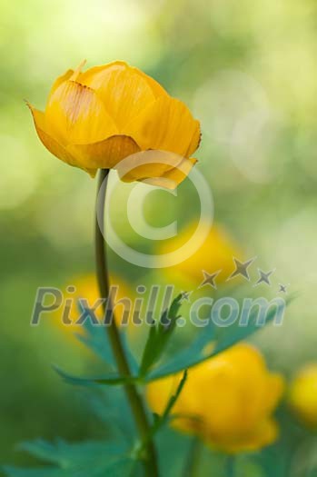 Single globeflower Single globeflower