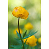 Single globeflower