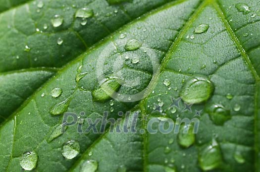Backgound of a green leaf with waterdrops on it Backgound of a green leaf with waterdrops on it