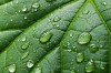 Backgound of a green leaf with waterdrops on it