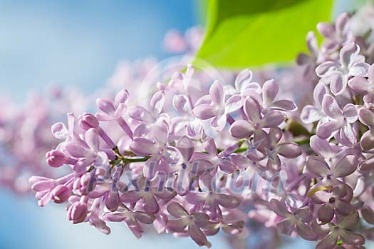 Background of blossoming lilac Background of blossoming lilac
