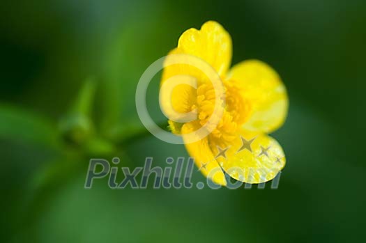 Background of a buttercup Background of a buttercup