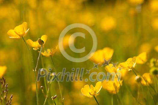 Field full of buttercups Field full of buttercups