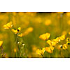 Field full of buttercups