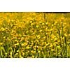 Meadow full of buttercups