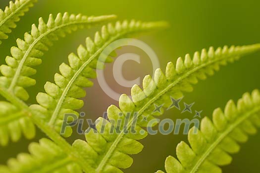 Closeup of a fern leaves Closeup of a fern leaves