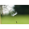 Seed falling off hte dandelion head