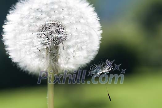 Dandelion seed flying away Dandelion seed flying away