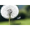 Dandelion seed flying away