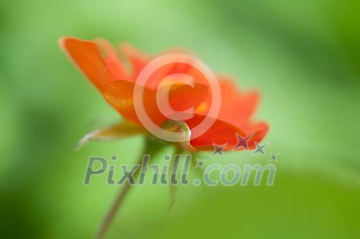 Single orange flower on a green background Single orange flower on a green background