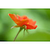 Single orange flower on a green background
