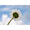 Single daisy on a sky background
