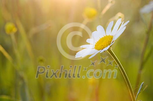Single daisy at sunset Single daisy at sunset