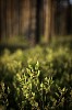 Blueberry plants in the forest