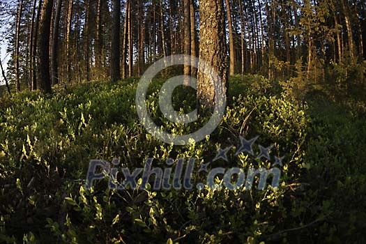 Blueberrie plants in the forest Blueberrie plants in the forest