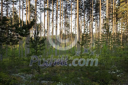 Morning in the forest Morning in the forest
