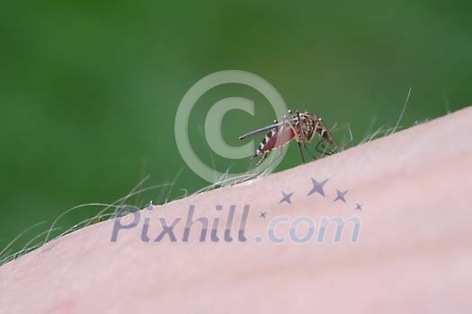 Blood sucking mosquito on the skin Blood sucking mosquito on the skin