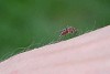 Blood sucking mosquito on the skin