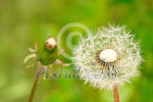 Dandelion seed heads Dandelion seed heads