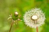 Dandelion seed heads