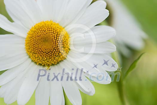 Beautiful blooming daisy Beautiful blooming daisy