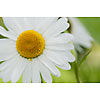 Beautiful blooming daisy