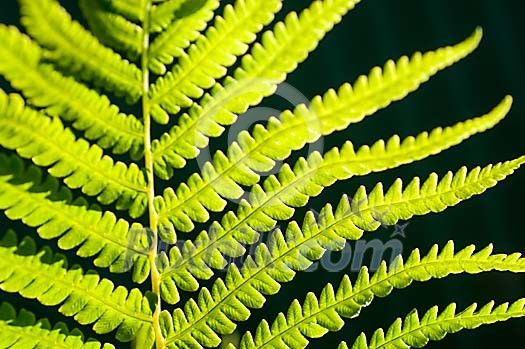 Lighted green fern Lighted green fern