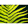 Lighted green fern