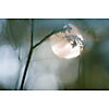Sun through the unsharp grass