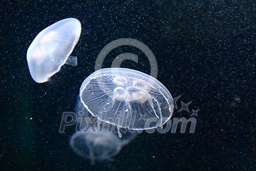 Two jellyfishes in the water