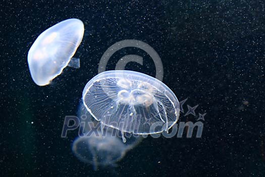 Two jellyfishes in the water Two jellyfishes in the water