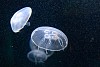 Two jellyfishes in the water