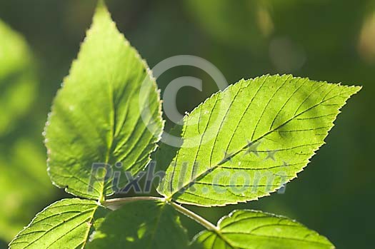 Sun shining on the green leaves Sun shining on the green leaves