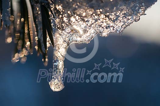 Ice on the pine needles Ice on the pine needles