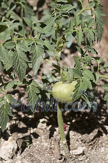 Growing tomato plant Growing tomato plant