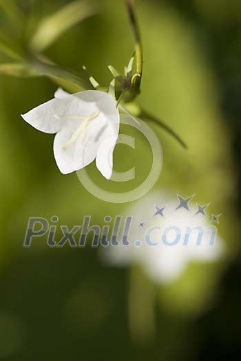 Close-up of a White Bluebell on blurred green background Close-up of a White Bluebell on blurred green background