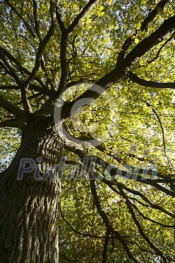 Branches of a big tree from below Branches of a big tree from below
