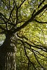 Branches of a big tree from below