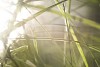 Close-up of grass