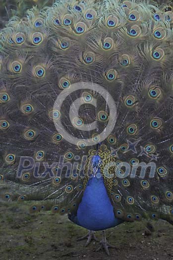 Peacock showing his tail feathers Peacock showing his tail feathers