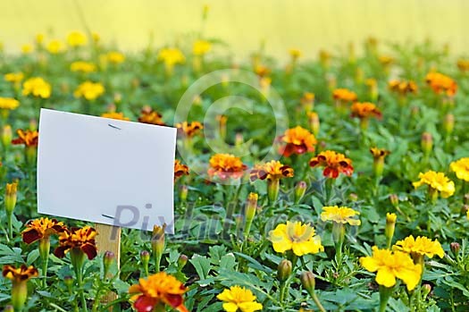 Colorful flowers with an empty sign Colorful flowers with an empty sign