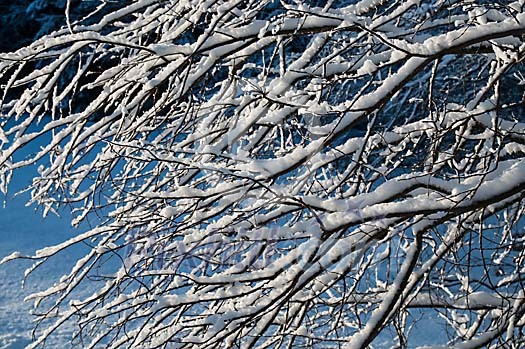 Snow on the tree branches Snow on the tree branches