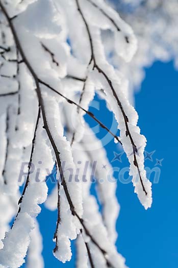 Snow on the tree branch Snow on the tree branch